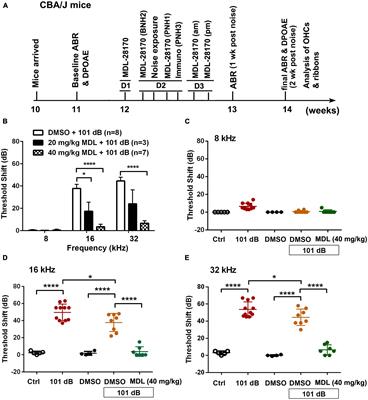 Prevention of noise-induced hearing loss by calpain inhibitor MDL-28170 is associated with upregulation of PI3K/Akt survival signaling pathway